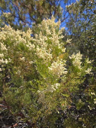Adenostoma sparsifolium