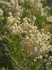 Adenostoma sparsifolium, photograph author not stated, no rights reserved