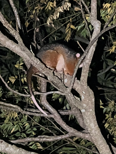Eastern Ring-tailed Possum