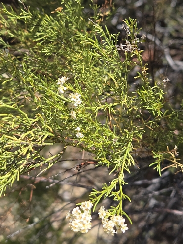 Adenostoma sparsifolium, photograph 3