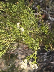 Adenostoma sparsifolium, photograph author not stated, no rights reserved