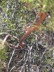 Adenostoma sparsifolium, photograph author not stated, no rights reserved