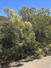 Adenostoma sparsifolium, photograph author not stated, no rights reserved