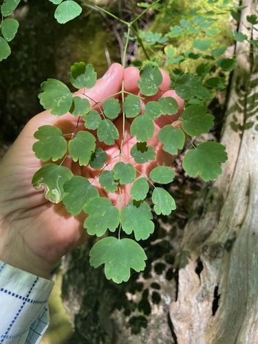 Thalictrum dioicum, photograph 4