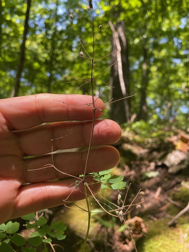 Thalictrum dioicum, photograph 5