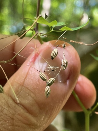 Thalictrum dioicum, photograph 6