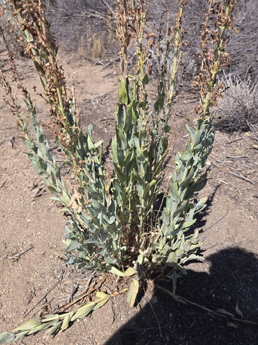 Penstemon centranthifolius, photograph 1