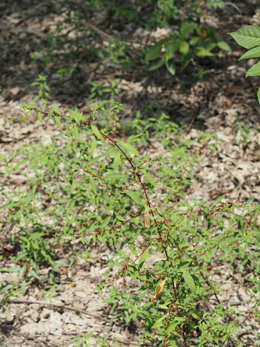 Ludwigia glandulosa, photograph 3