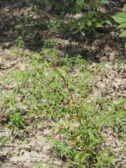 Ludwigia glandulosa, photograph (c) carter, some rights reserved (CC BY)