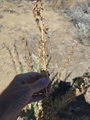 Penstemon centranthifolius, photograph author not stated, no rights reserved