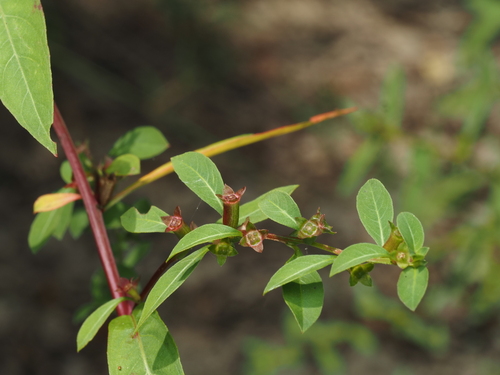 Ludwigia glandulosa, photograph 1