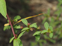 Ludwigia glandulosa, photograph (c) carter, some rights reserved (CC BY)