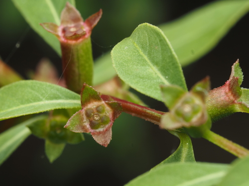 Ludwigia glandulosa