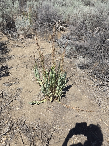 Penstemon centranthifolius, photograph 3