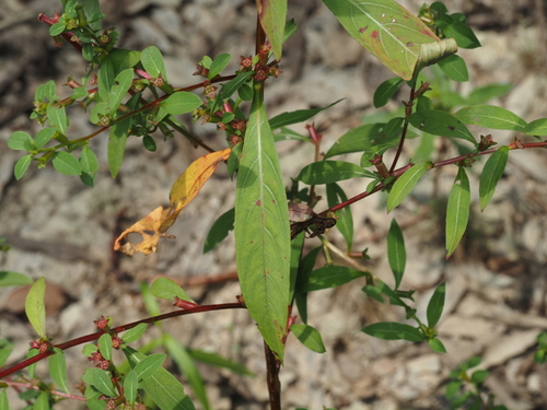 Ludwigia glandulosa, photograph 2