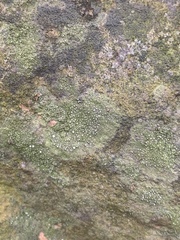 Bacidina delicata