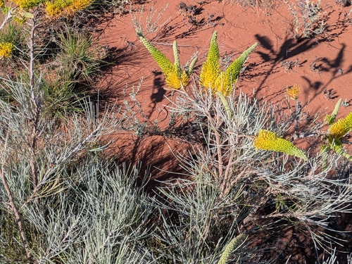 yellow flame grevillea