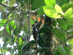 Pseudocolaptes boissonneautii