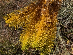 (c) Hugo Innes, some rights reserved (CC BY) Grevillea eriostachya, photograph (c) Hugo Innes, some rights reserved (CC BY)
