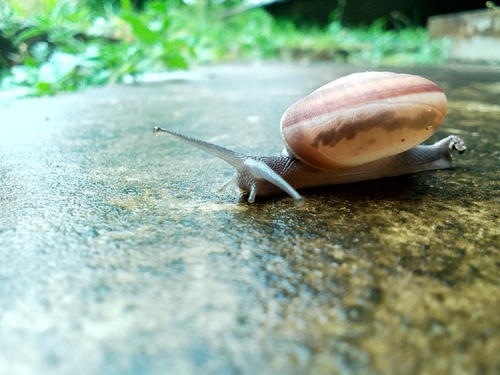 Siamese Common Snail
