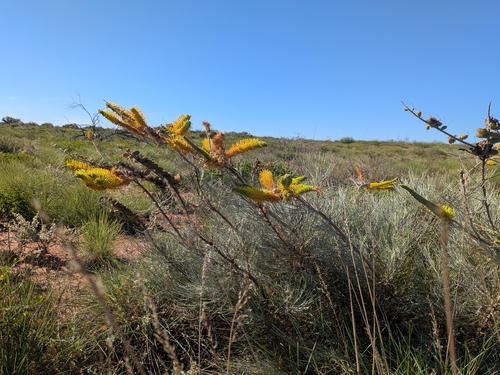 Grevillea eriostachya, photograph 6