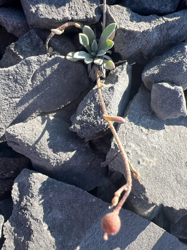 Physaria arctica, photograph 6