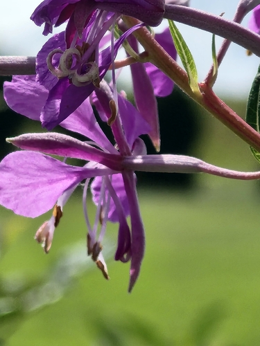 fireweed