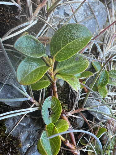 Salix jejuna