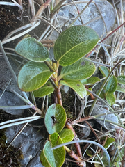 author not stated, no rights reserved Salix jejuna, photograph author not stated, no rights reserved