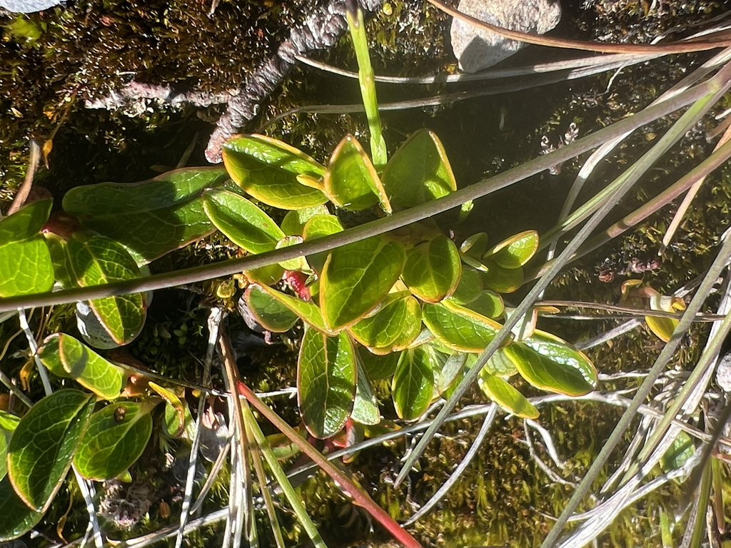Salix jejuna; photograph author not stated, no rights reserved