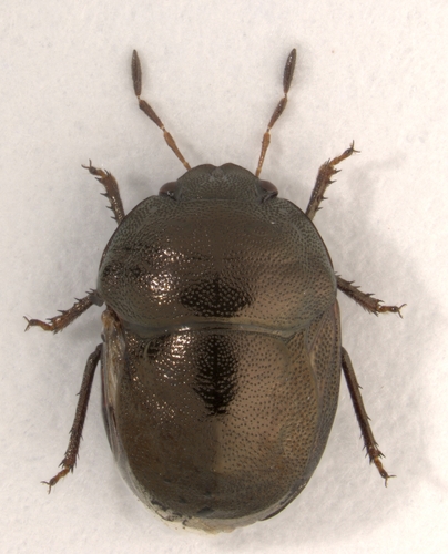 Thyreocoris fulvipennis