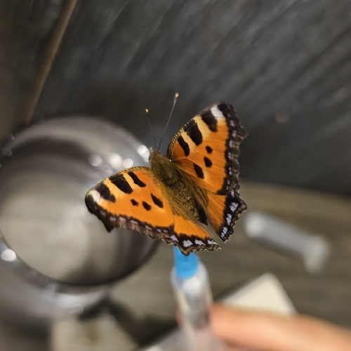 Small Tortoiseshell