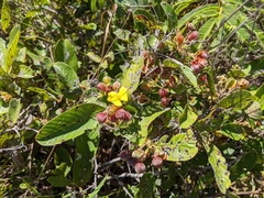 Davilla elliptica