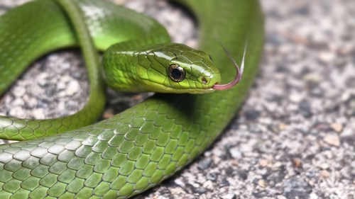 Chinese Green Snake