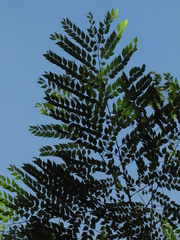 Phyllanthus acuminatus