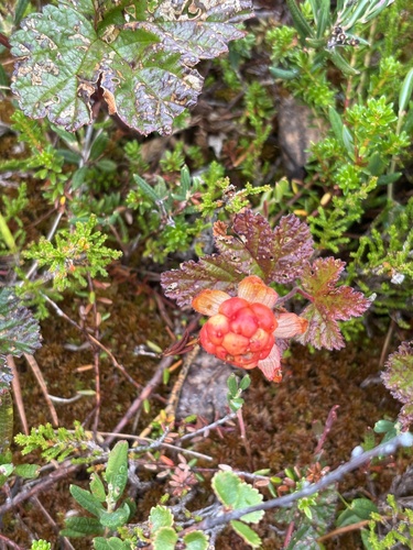 cloudberry