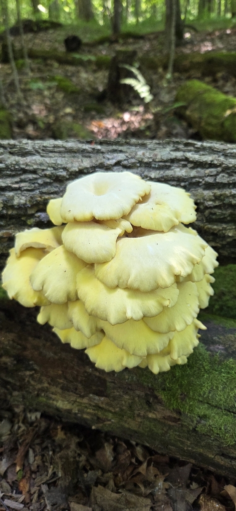Golden Oyster Mushroom · July 2026 · photo: Photo: (c) WF_MI, some rights reserved (CC BY) · iNaturalist