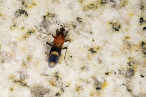 Peirates quadrinotatus