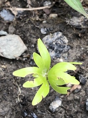 Eranthis