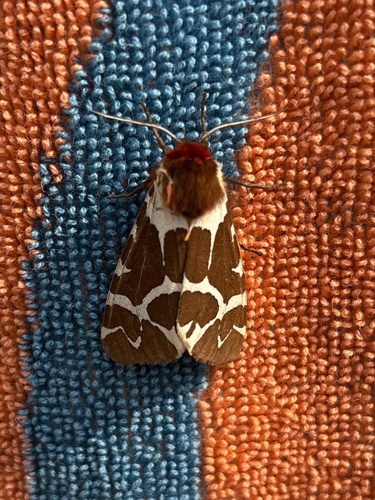 Garden Tiger