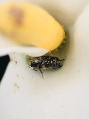 Oxythyrea funesta