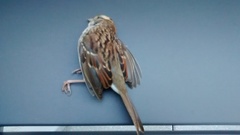 Zonotrichia albicollis