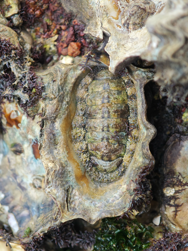 Acanthopleura loochooana