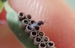 Trissolcus