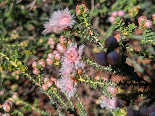 Verticordia forrestii