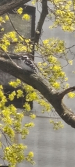 Dryobates pubescens