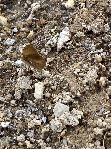 Rusty Speranza Moth