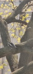 Dryobates pubescens