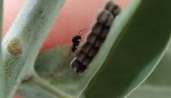 Trissolcus