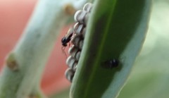 Trissolcus